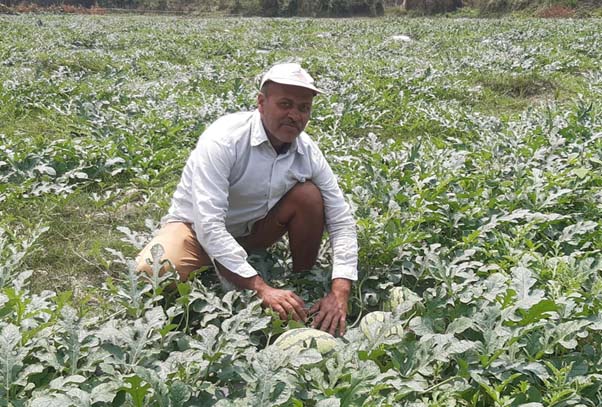 पोखरा के दो किसानों ने 15 लाख रुपये से अधिक के तरबूज बेचे